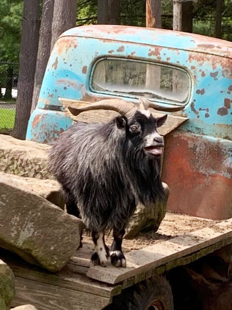 laughing goat on old truck
