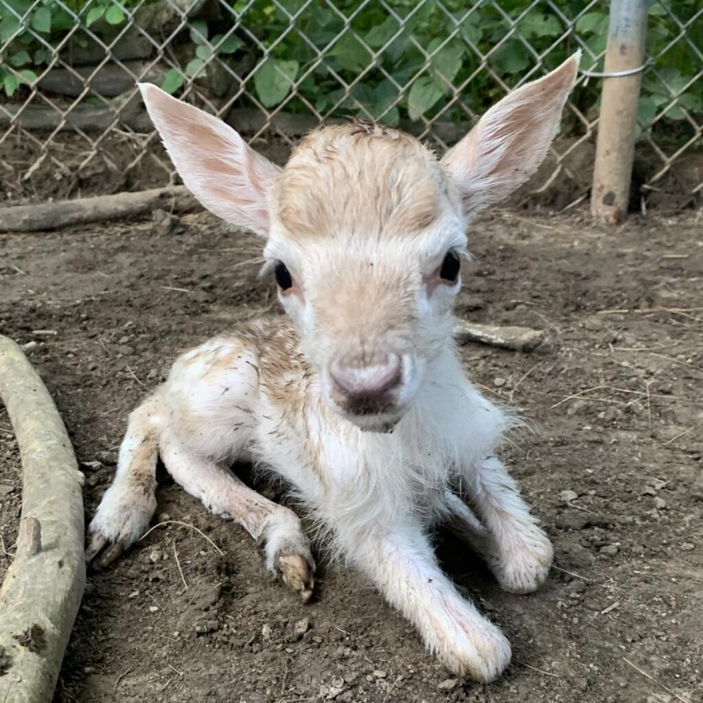 Baby deer.