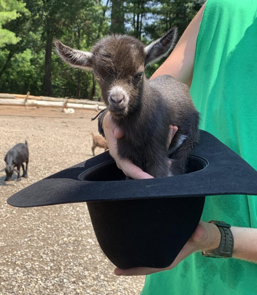 Baby goat in a hat.