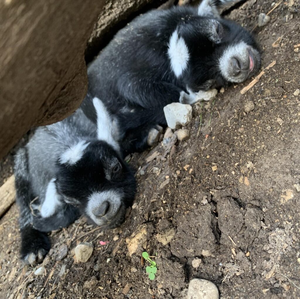 Baby goats sleeping.