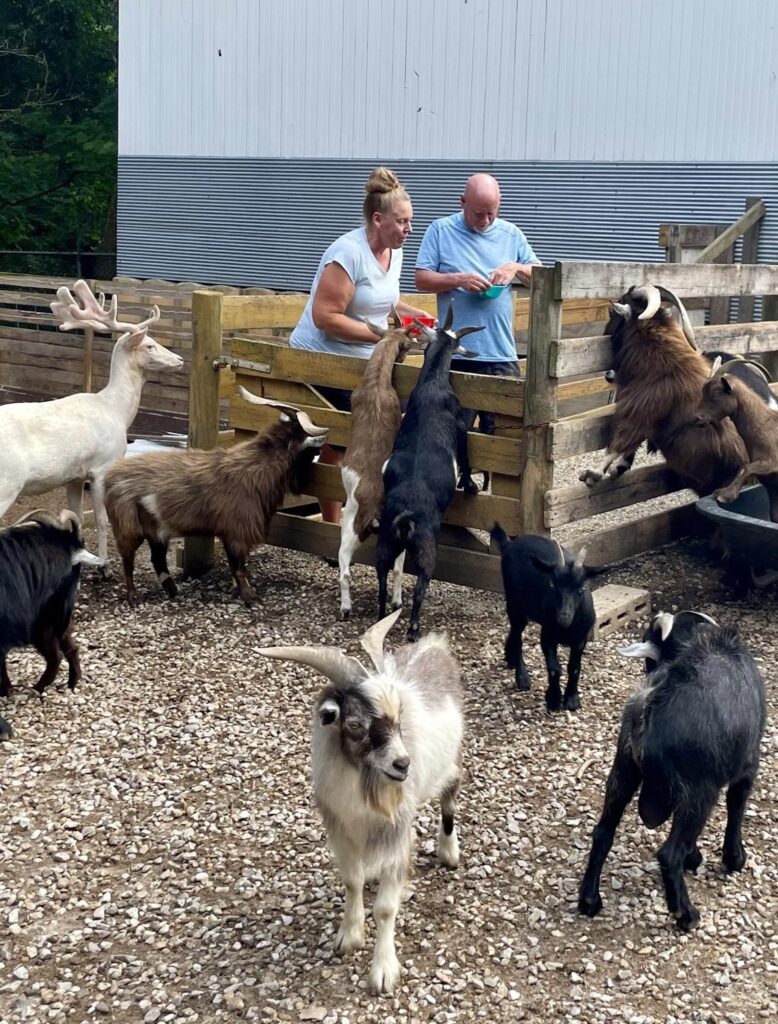 Couple feeding group of Pygmy Goats and Fallow Deer.